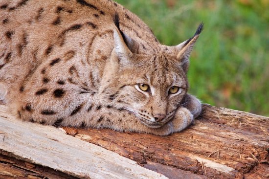 Avatar de Lynx